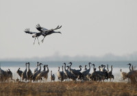 Les oiseaux migrateurs du Lac du Der