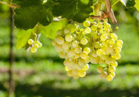 Grappe de raisins dans les vignes